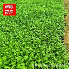 ���ؽ��u�� ���˾�  ���ľ� �������l �@�־G��  �޸�������ľ