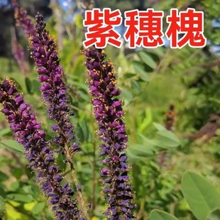 Purple Locust Seeds, Cotton Locust Trees, Greening of Sloping Slopes, High-Speed Slope Protection, Soil-Fixing Plants, Miscellaneous Shrubs and Grass Seeds