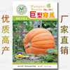 Giant pumpkin seeds about 5 grades of super large pumpkin seeds are adaptive and wide -to -storage vegetable seeds wholesale