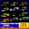 Purebred peacocks will receive 1 pair from 4 random pairs
