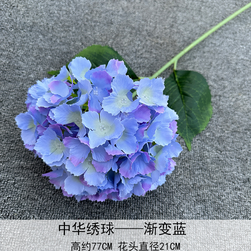 Hortensia China azul degradado