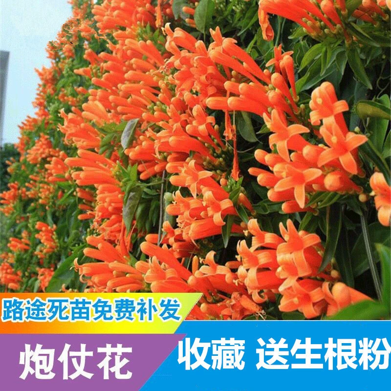 Цветы петарды можно посадить в четыре сезона балкон двор петарда цветы стены вьющиеся виноградные цветы