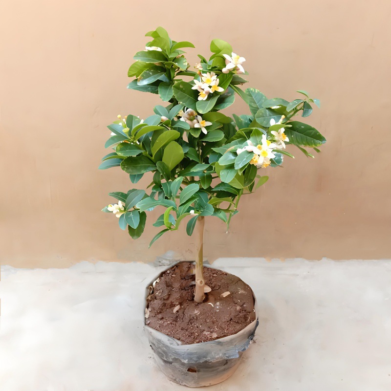 Perfume, árbol joven en maceta de limón con flores, flores comestibles con sabor a Luzhou, balcón, patio, pilas antiguas, resultados de la plantación