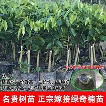 lb7正宗嫁接一代奇楠树苗珍稀品种越南流油王绿奇楠沉香盆栽地栽