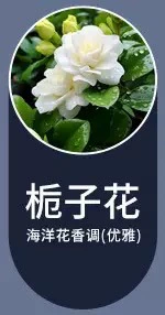 Car Aromatherapy Odor Removal | Hava təmizləyiciləri - incense-stick-gardenia