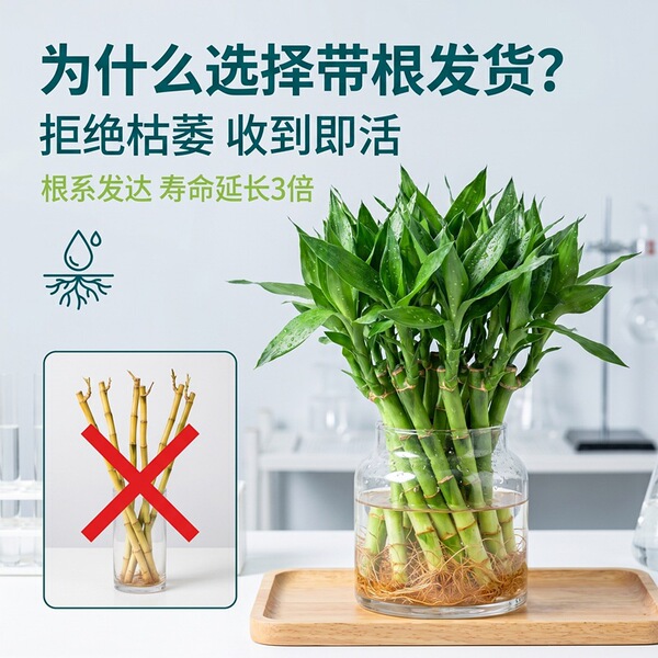 Wenchang Bamboo with Roots