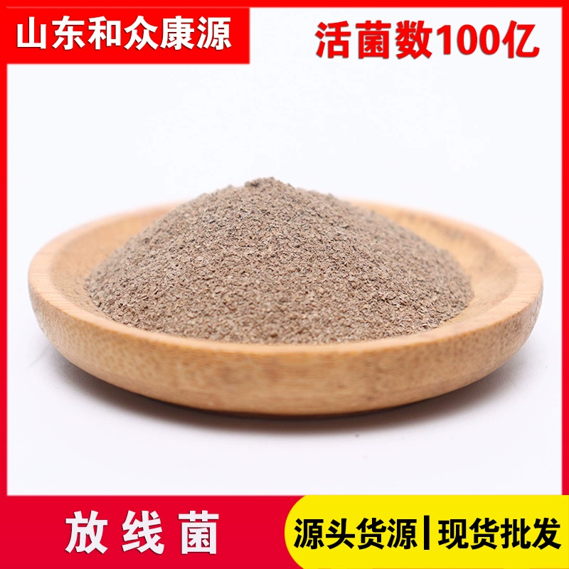 Поставка изготовителя источника флавоса 10 миллиардов/2 миллиарда/5 миллиардов Стрептомисес Актиномицетов в запасе