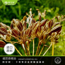 ���ʘ䰣�������㾫�� carum carvi �η������ͬF؛���l