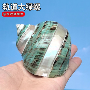 天然海螺