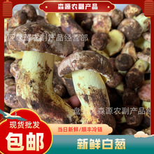 新鲜白葱云南特产顺丰包邮菌菇鲜货现采野生蘑菇香蕈鲜货现采