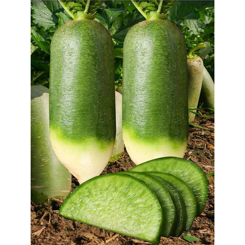 天津沙窝水果萝卜种子种籽子潍县青罗卜凤梨籽种甜脆型孑大全菜种