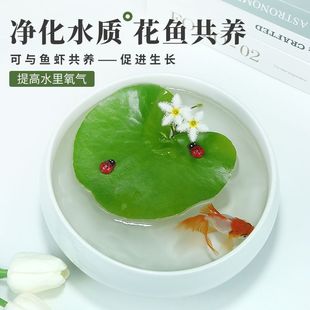 һ�~ɏ�~���쾰��ɏˮ�����ܸ����Gֲ��ͥԺ�̨�ŷ����B�~ˮ��ɏ