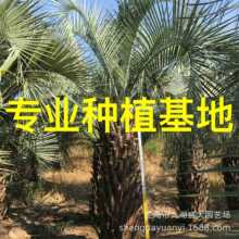 福建布迪椰子基地 上海布迪椰子价格 浙江布迪椰子批发河南布迪树