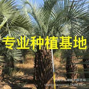 Fujian Budi Coconut Base Shanghai Budi Coconut Price Zhejiang Budi Coconut Wholesale Henan Budi Tree