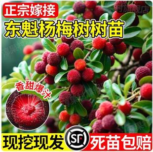 ���ڼ޽Ӗ|����÷����緽ͥԺ�����ϱ����ļ��Nֲ�{ݮˮ�������