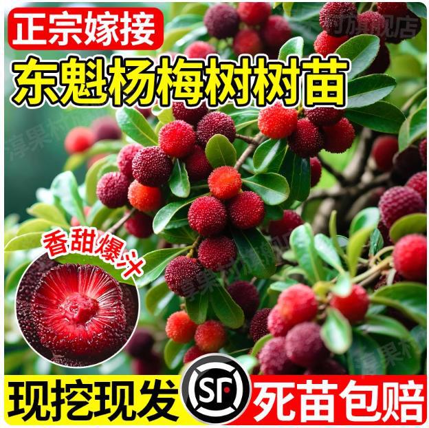 Authentic Grafted Dongkui Bayberry Saplings, Square Courtyard Potted Plants, Blueberry Fruit Tree Seedlings Planted in All Seasons in the North and South