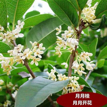 丹桂红桂花状元红朱砂金桂四季桂桂花树苗大树庭院盆栽征地桂花树