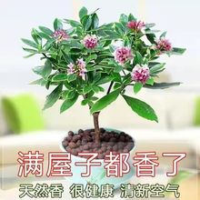 金边瑞香冬季花卉盆栽绿植室内年宵浓香型植物四季开花