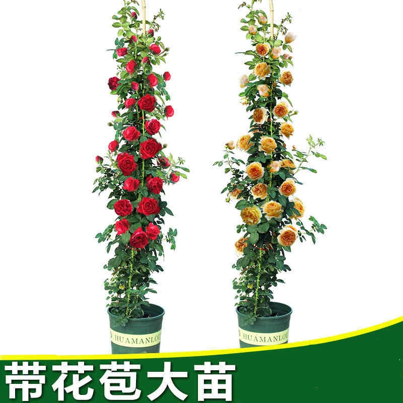 Ротанговая Роза рассада большие цветы ароматные садовые растения Комнатные цветы в горшке Роза вялая ротанговая Роза Четыре сезона открыты