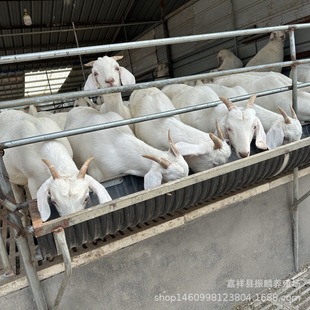 ���B������ɽ�� �Bֳ��������۸������� ɽ���� ��������r��