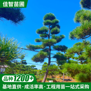 ���ع������ͺ��ɘ����l���̾G���������Ʉe��ͥԺ���ɘ����Ծ��^