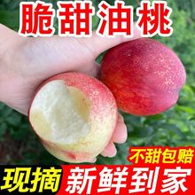 脆甜】白心大油桃水果当季白肉油桃子整箱油桃批发精品果批发