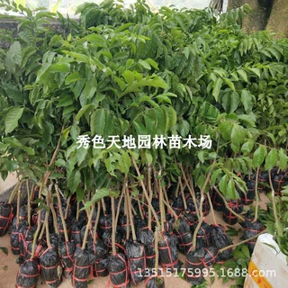嫁接苗无核黄皮果树苗黑黄皮苗大鸡心黄皮果苗冰糖出世甜当年结果