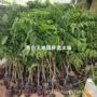 鸡心冰糖嫁接苗