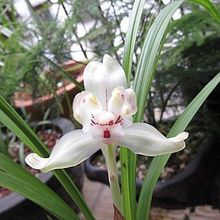 春兰老品种宋梅 原种兰花苗花卉室内兰花