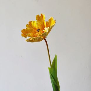 �ҾӘӰ巿�b���ٻ������B������ �����������������������l