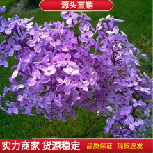 紫丁香种子 丁香树种子耐寒树种 白丁香小叶暴马丁香花种子包邮