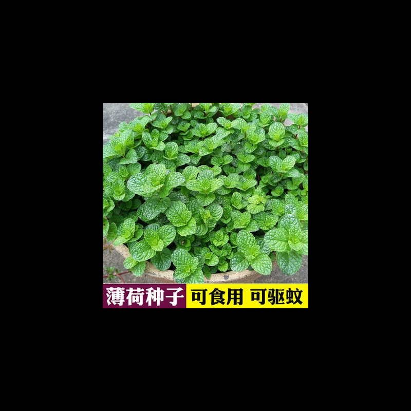 Семена мяты, съедобные горшечные растения мяты, средство от комаров, цветение в любое время года, семена ванили, легко живущие, семена комнатных цветов и овощей.