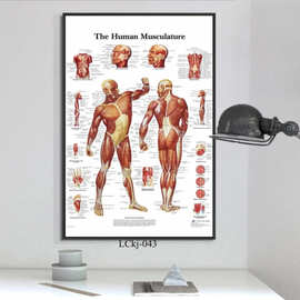 医学解剖英文版人体骨骼各部位解析海报 办公室喷绘无框帆布画芯
