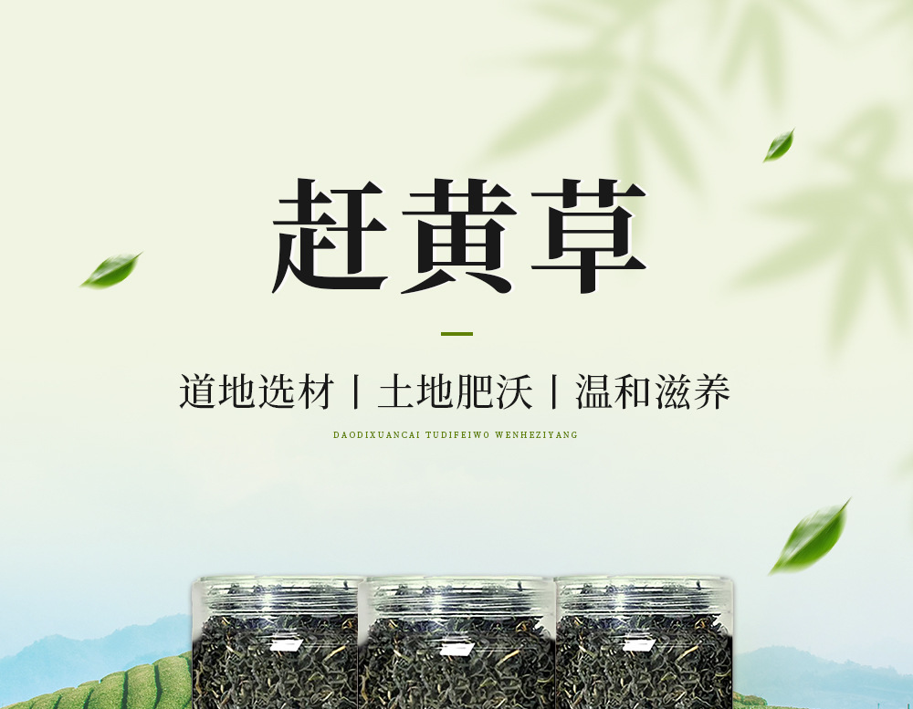 Gan Huang Cao Tea Bags 50g Canister Dried Penthorum chinense Pursh Leaves Herbal Infusion overview