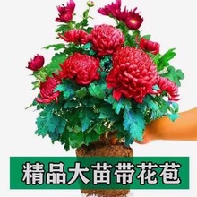 菊花苗盆栽四季开花带花苞秋菊耐寒室内外庭院种植花卉大花九月菊