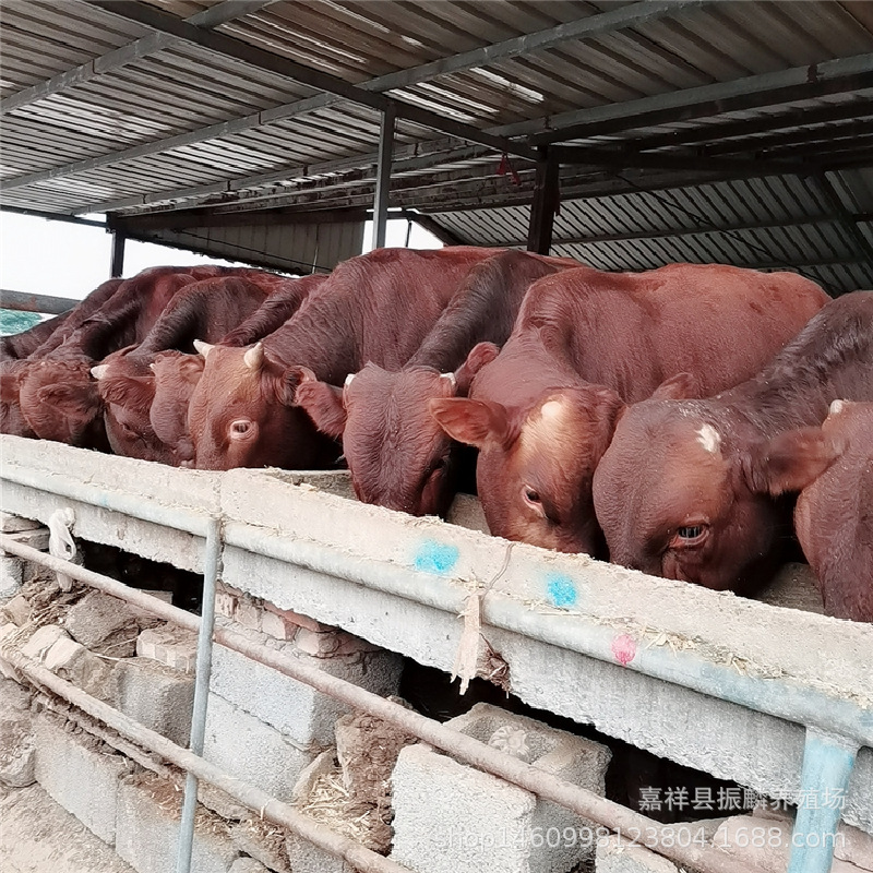 利木赞肉牛犊牛苗小牛崽鲁西黄牛价格利木赞肉牛犊送货