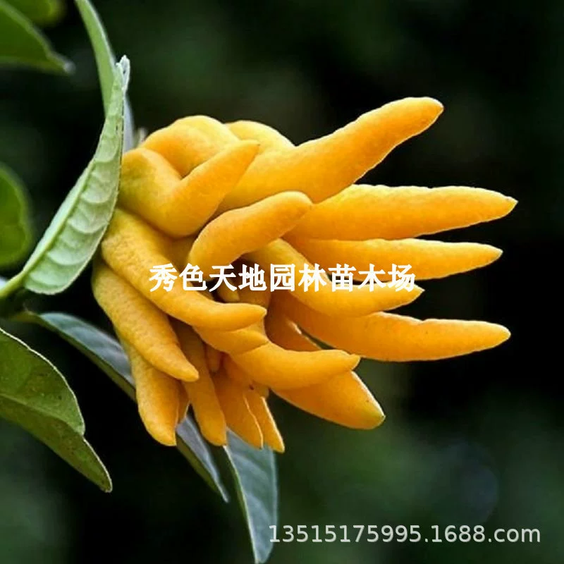 Бергамот Рассада Золотой бергамот Рассада с цветами и фруктами Балкон Four Seasons Закрытый сад в горшках Посадка Бергамот