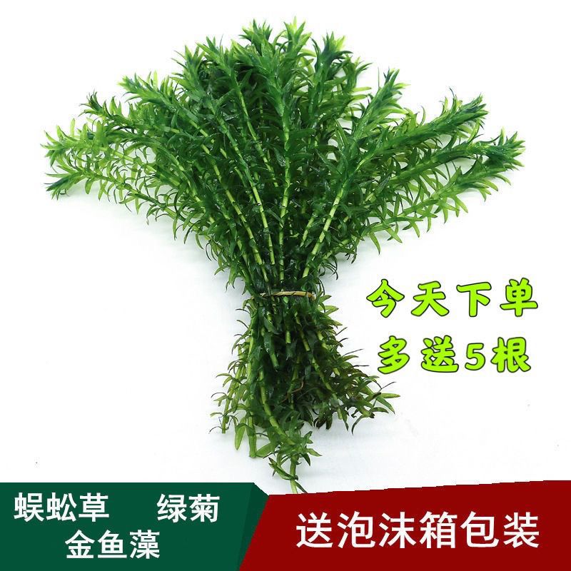 蜈蚣草绿菊水芙蓉浮萍阴性草金鱼龟缸水下草净化水质养虾水草懒人