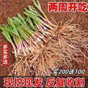 �����t�²˸���탲˸�1000�w����ʳ���̨�N��300�w�²˸����~��