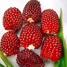 批發水果玉米種子可生食玉米種子甜糯玉米草莓玉米菠蘿玉米春夏秋