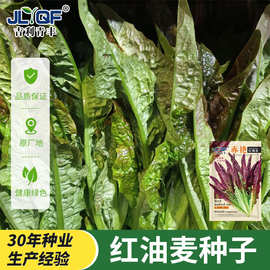 赤艳红油麦菜种子四季米香莜麦菜种籽苦生菜春秋阳台盆栽蔬菜种孑