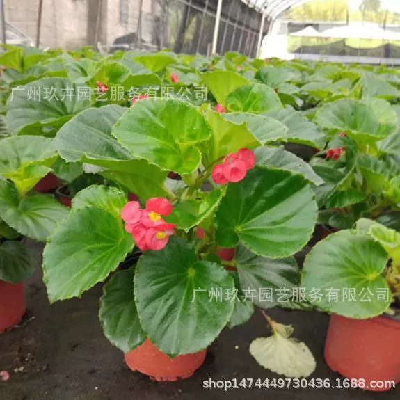 Four Seasons Begonia Flower View Маленькое растение в горшке Крытое маленькое растение в горшке Офис Саженцы саженцев