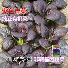 紫叶上海青种子特色紫色鸡毛菜种子小油菜籽阳台盆栽蔬菜种子