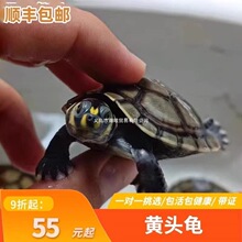 �S�^���i������������ˮ�A�W���������A�Ă��i�������������ǿ���