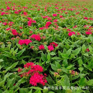 Star Flower (Five-Star Flower) Shandong Qingzhou Wholesale Potted Star Flower with Bright Colors and Large Plants