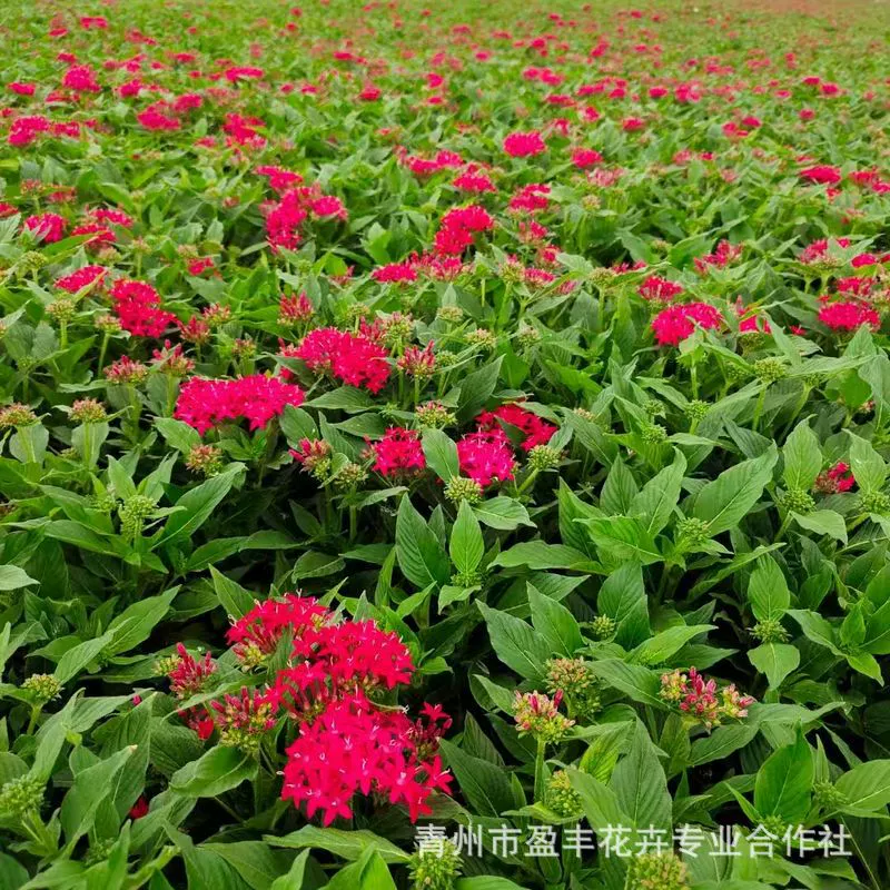 Звездчатый цветок (пятизвездочный цветок) оптом из Шаньдуна Цинчжоу в горшках, ярких цветов и крупных растений