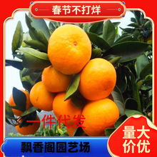 ɰ�ǽ��������ɳ�����Ә����������o���٘��箔��Y�����l