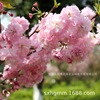 Sichuan Province cherry blossoms Sapling gardening flowers and plants Seedlings Grafted Japan late cherry Sapling Red leaves cherry blossoms technology Moisture