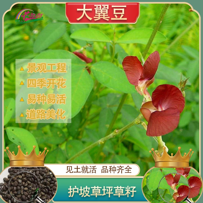 Однолетние травы Теплый сезон Ползание Awygii Семена травы Терпимая защита склонов Крепление почвы Семена фиолетовой фасоли