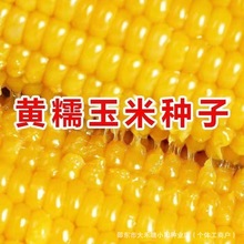 �SŴ���׷N���S����ճŴ����߮a����ճ�������D����|��Ŵ����